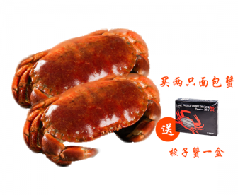 【新品】英国面包蟹约800g/只